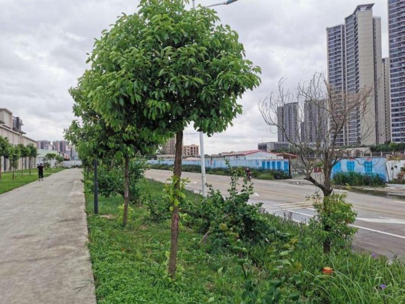 中山市三角镇旭日盛世园4幢102房的房地产法拍房图片2